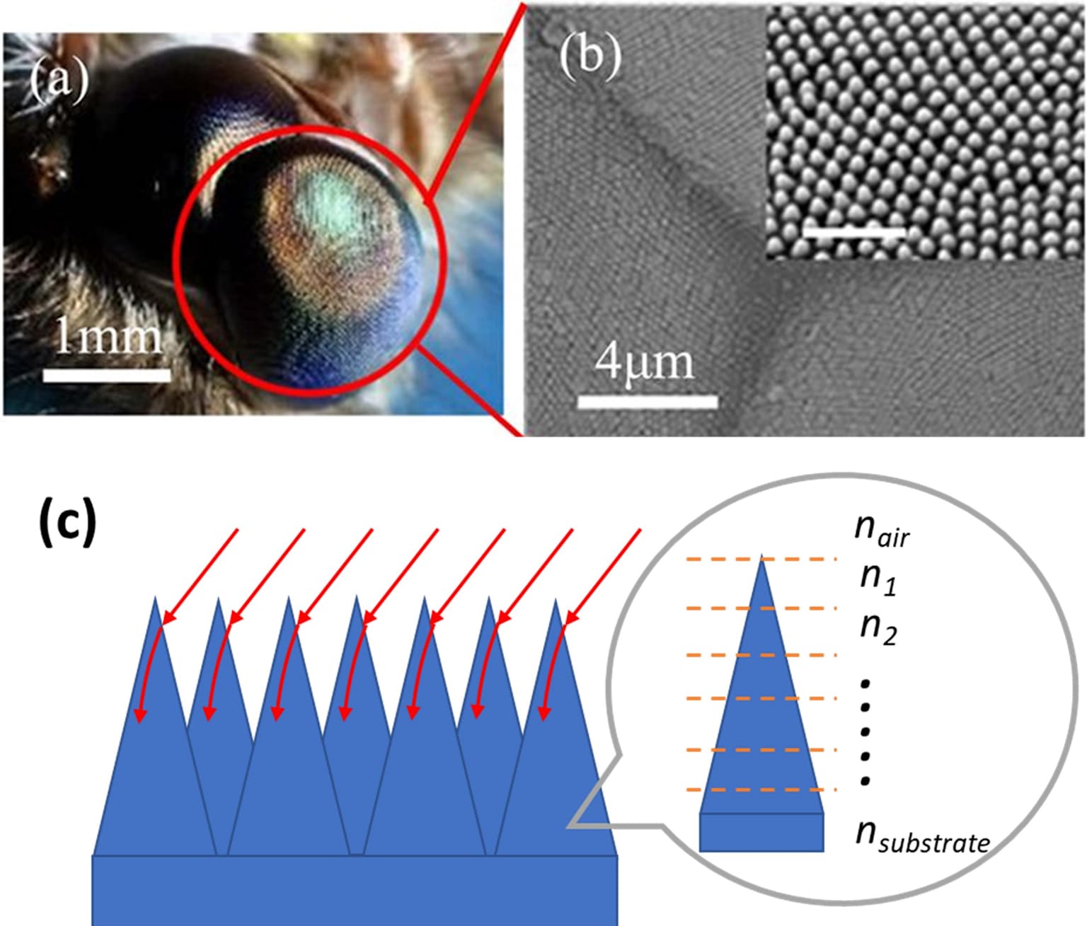anti-reflective coating 001.jpg